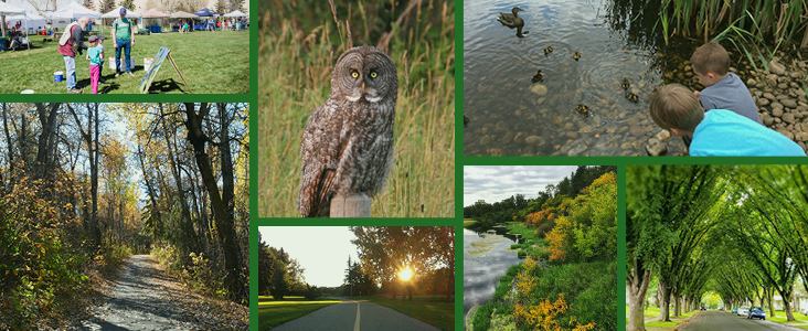 A collage of wildlife and parklands around St. Albert