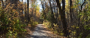 A forest section of the Red Willow Trail System