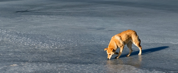 Dog on thin ice