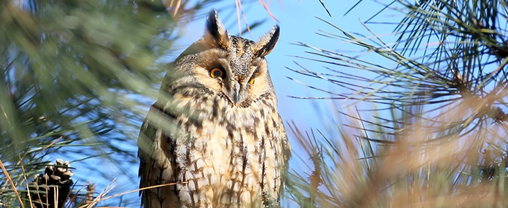 Owl in pine tree