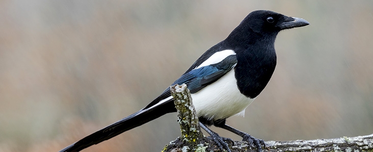 Magpie sitting on a branch