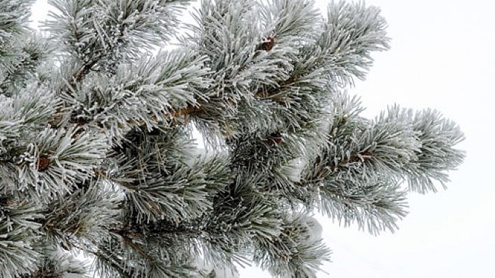 Spruce tree with snow