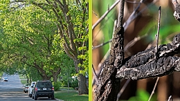 Image of a street with elm trees on the left and on the right a close up shot of black knot.