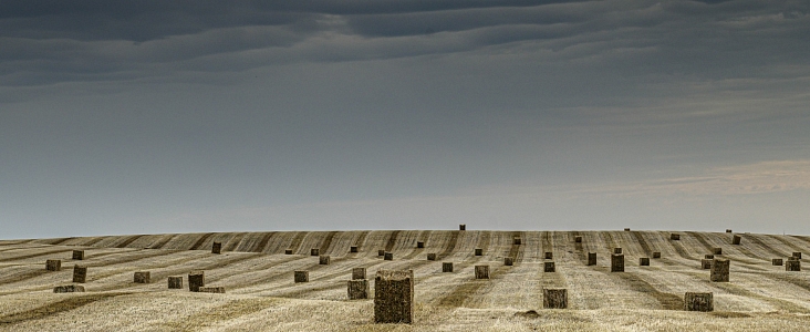 Image of a grain field, cut and baled.