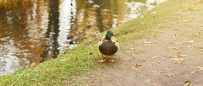 Waterfowl Rescue & Reunification / City of St. Albert
