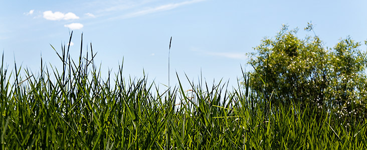 Photo of grass with a blue sky in the background