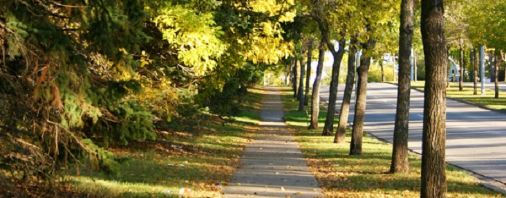 Photo of a tree lined street