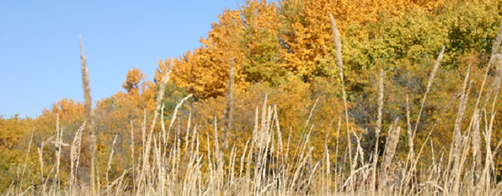 Photo of trees in the fall when the leaves have turned yellow