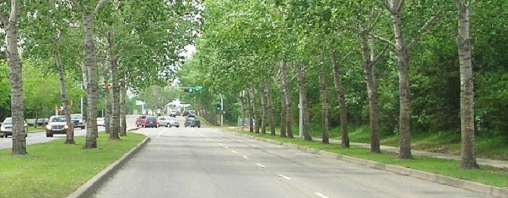 Photo of a tree lined street