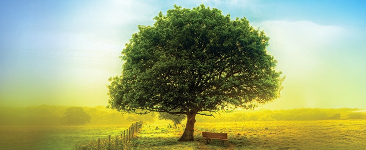 Tree with bench in a field on a sunny day