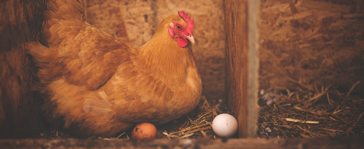 A hen nestles with its eggs in a coup