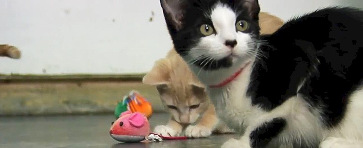 Two Kittens Playing