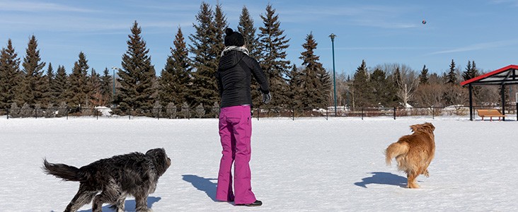 Dogs playing catch at Lacombe Lake Park